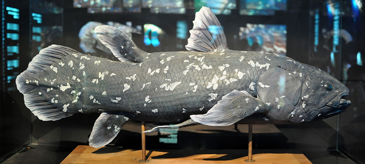 Penampakan ikan Coelacanth yang dijuluki fosil hidup menjadi bukti nyata keberlangsungan spesies purba hingga era modern