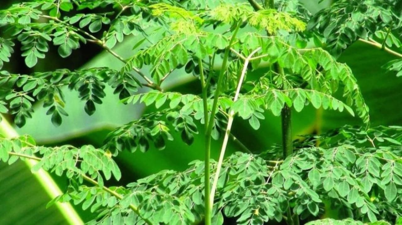 Ilustrasi Daun Kelor