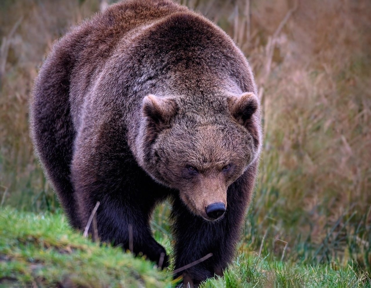 Pendaki 29 tahun diserang beruang di Yellowstone, alami luka serius namun tak mengancam jiwa, dievakuasi via helikopter.