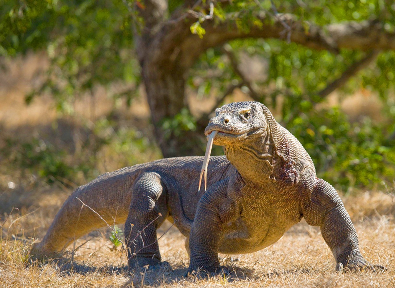 Penampakan Komodo, Sang Naga Terakhir di Bumi, memancarkan pesona purbanya.