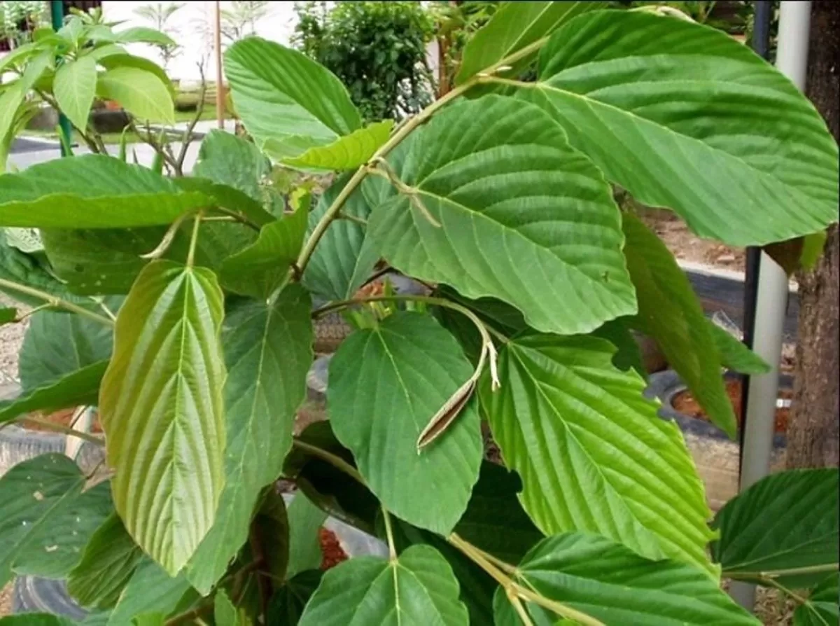 Daun apa-apa yang berkhasiat menyembuhkan kanker.