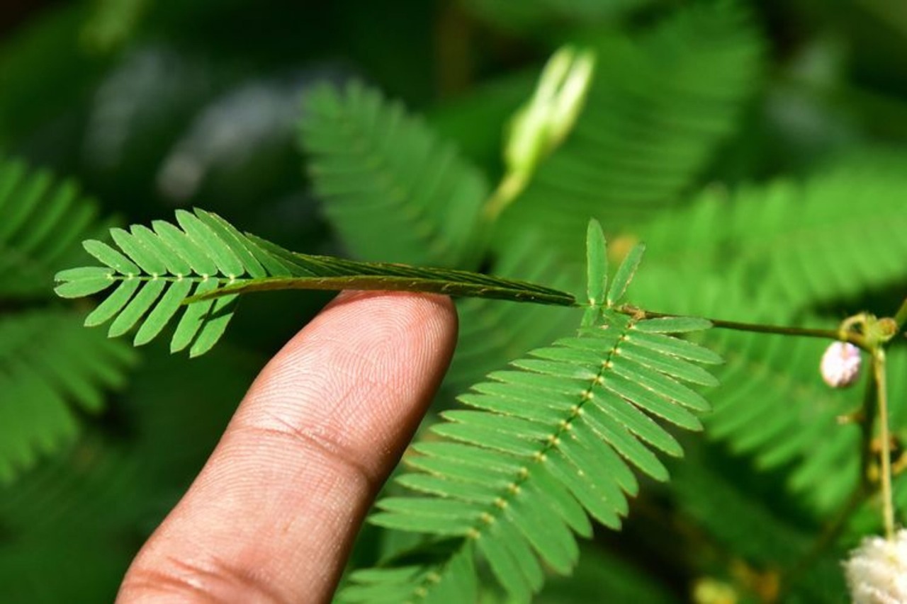 Daun putri malu (Mimosa pudica) langsung menutup ketika disentuh, sebuah mekanisme pertahanan alami yang unik sekaligus mengundang rasa penasaran.