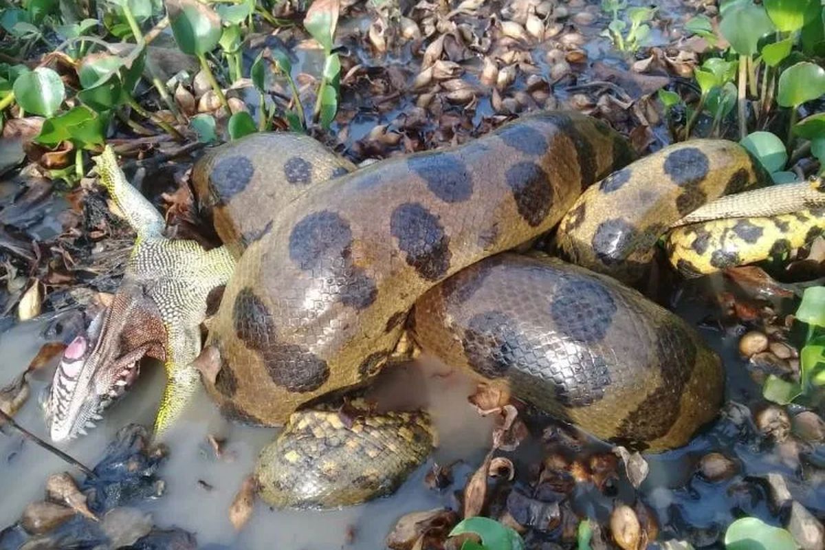 Penemuan anaconda hijau utara di Amazon ungkap kekayaan biodiversitas sekaligus pentingnya menjaga hutan hujan.