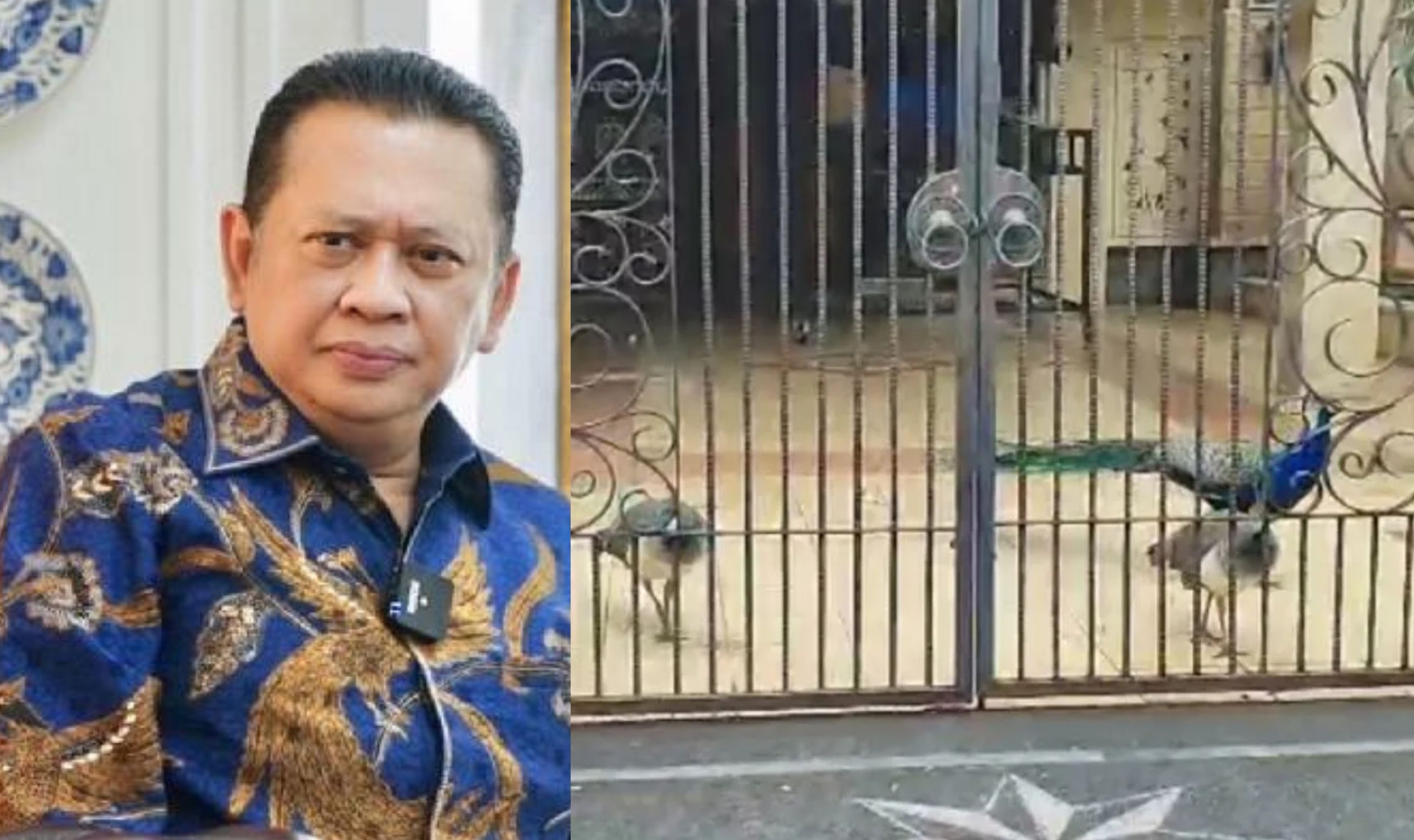 Burung Merak di salah satu rumah mewah di kawasan Duren Sawit ternyata milik kks Ketua MPR Bambang Soesatyo.