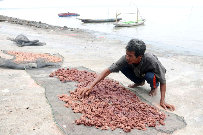TERASI KHAS SURABAYA: Perajin terasi asal Surabaya, Arifin menunjukkan cara pembuatan terasi berbahan dasar udang rebon alami tanpa bahan pengawet (inset), di kawasan Bulak, Surabaya, Kamis (2/10).