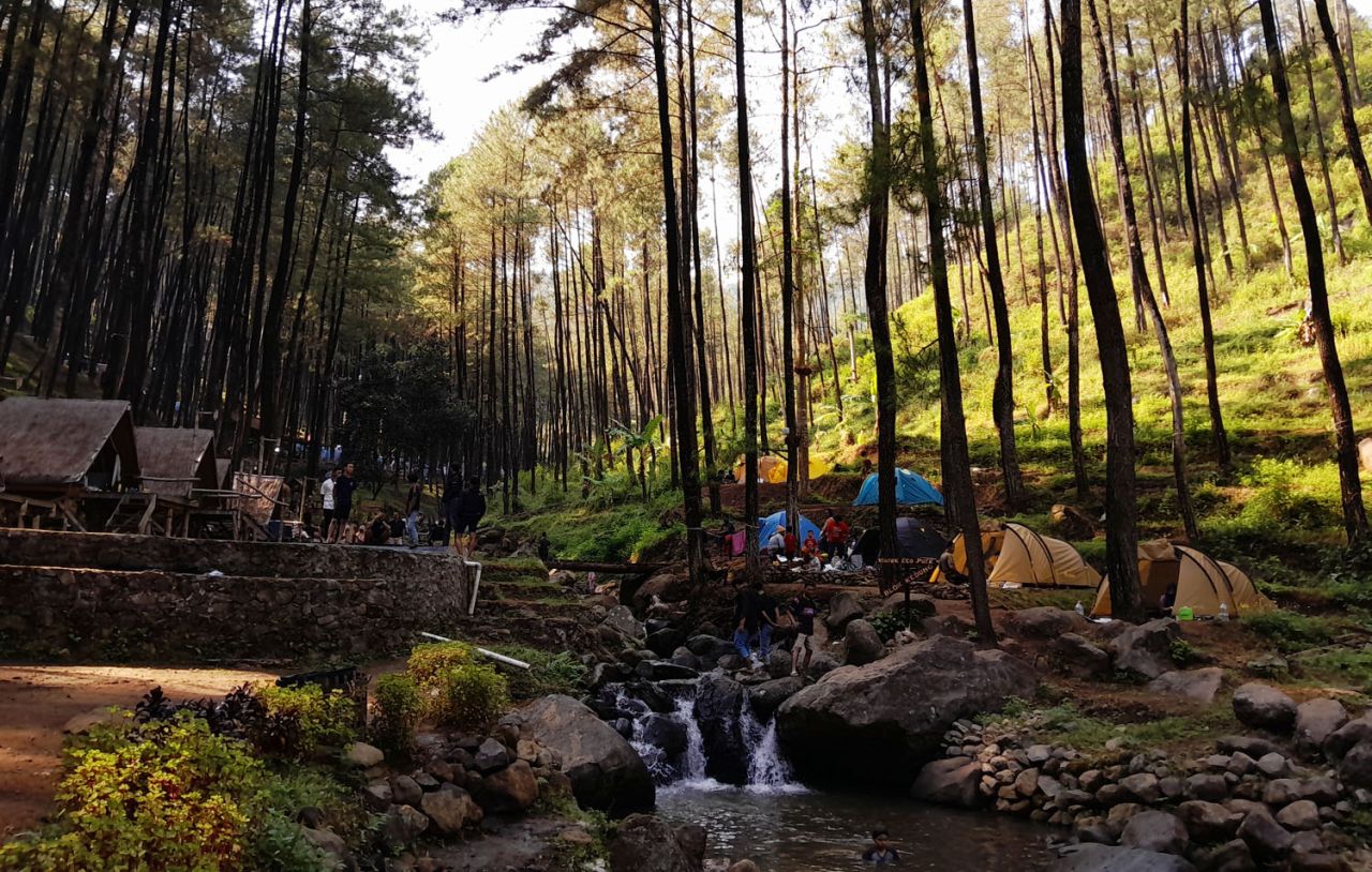 Rimbunan hutan pinus.