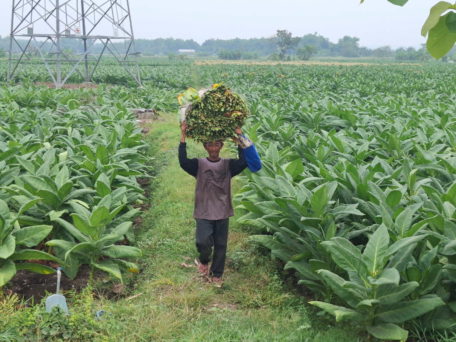 HIJAU: Upaya peningkatan produksi tembakau Jatim difokuskan pada peningkatan kualitas dan efisiensi budidaya.