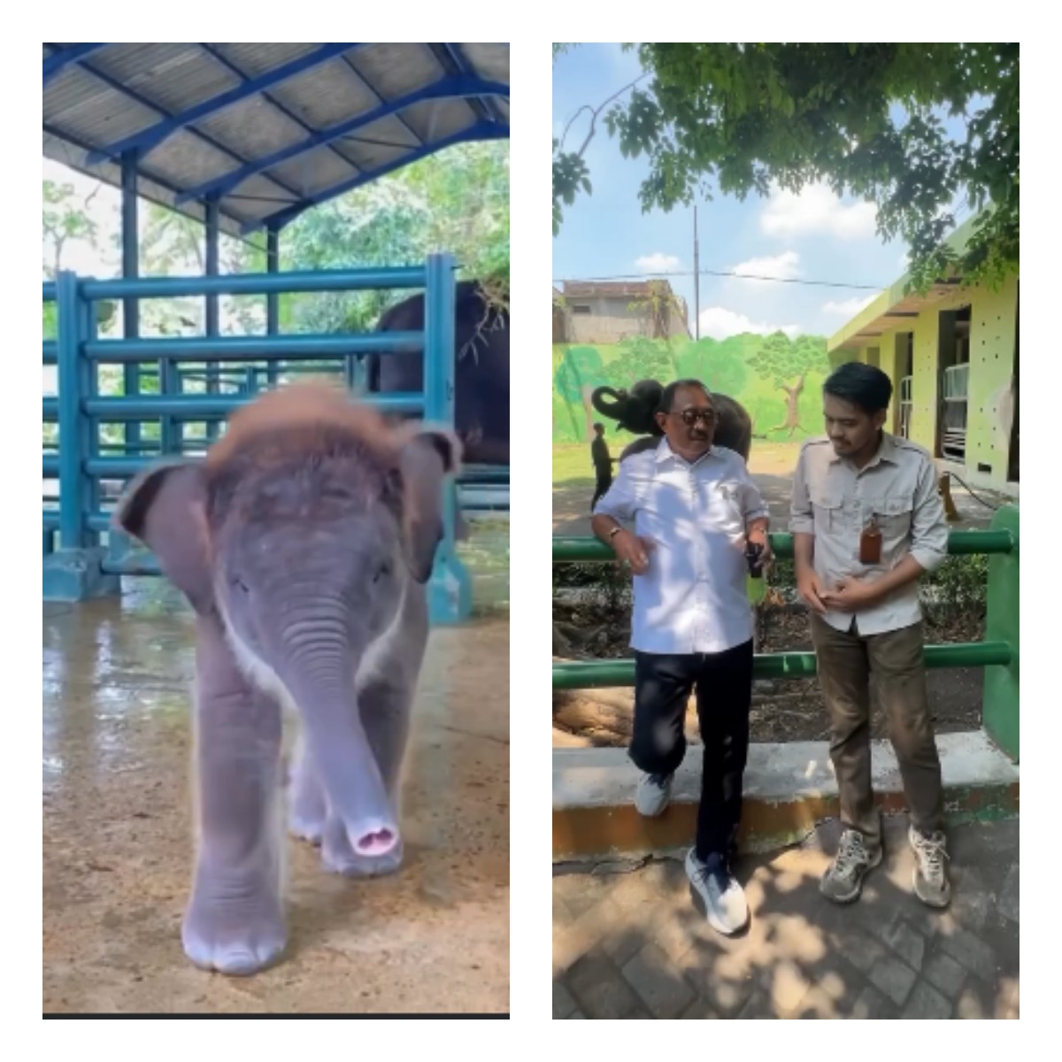 Anak gajah si Rocky di Kebun Binatang Surabaya. Wawali Surabaya Armuji berbincang dengan pawang gajah. (IST)