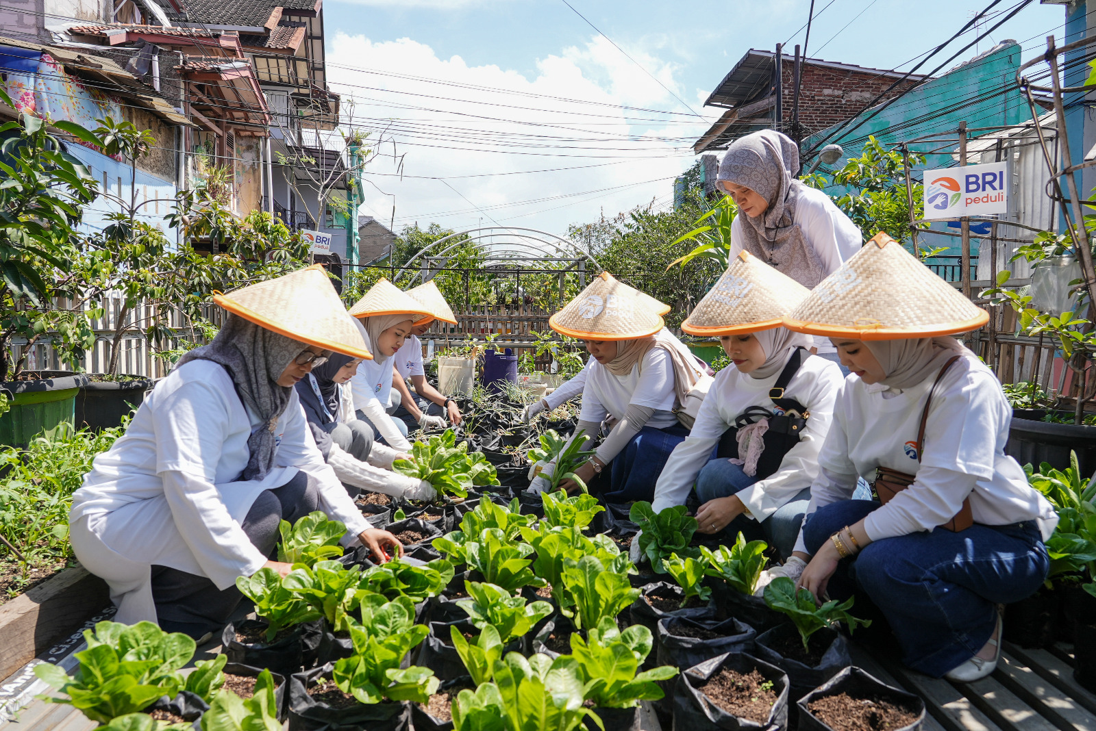 BRI Peduli menggelar kegiatan Panen Raya BRInita di Kebun Agro Wisata Kampung Berkebun Pajajaran, Bandung, Jawa Barat.