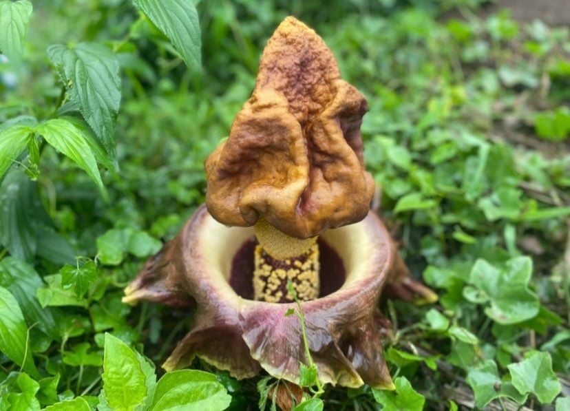 Bunga Suweg atau Amorphophallus paeoniifolius tumbuh di halaman rumah warga Labuan Bajo.