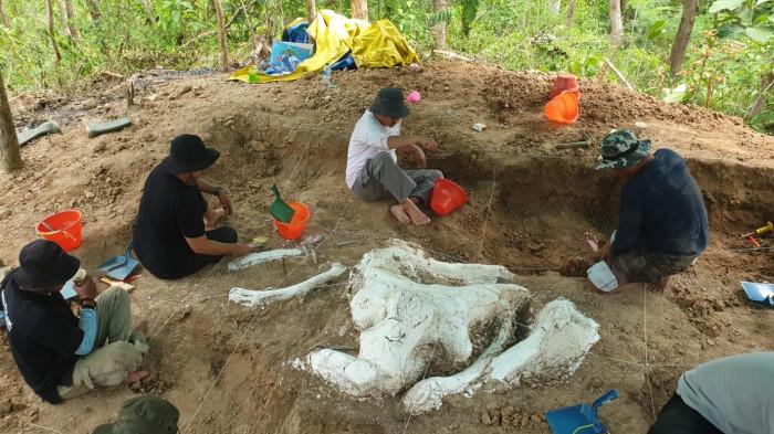 Fosil Stegodon purba 800 ribu tahun ditemukan di Nganjuk.