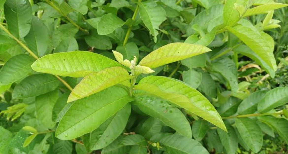 Daun jambu biji dikenal memiliki kandungan alami yang membantu meredakan diare.