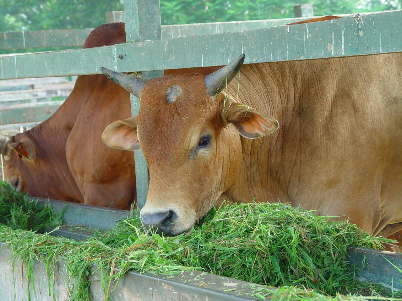Kepala sapi, sumber protein dan mineral yang sering terlupakan.