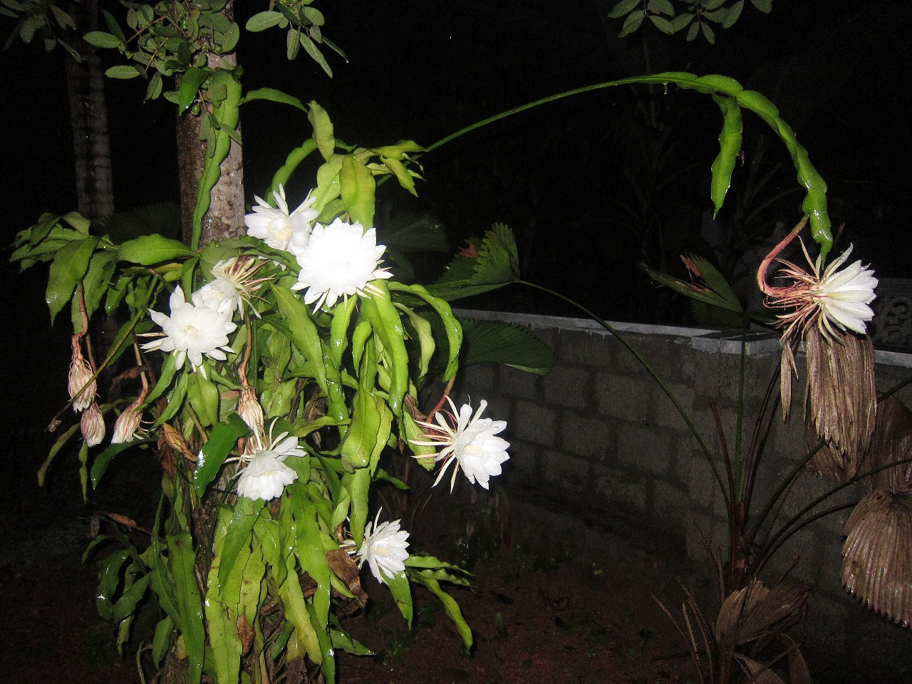 Penampakan bunga wijaya kusuma (Epiphyllum oxypetalum), salah satu bunga yang mekar pada malam hari.