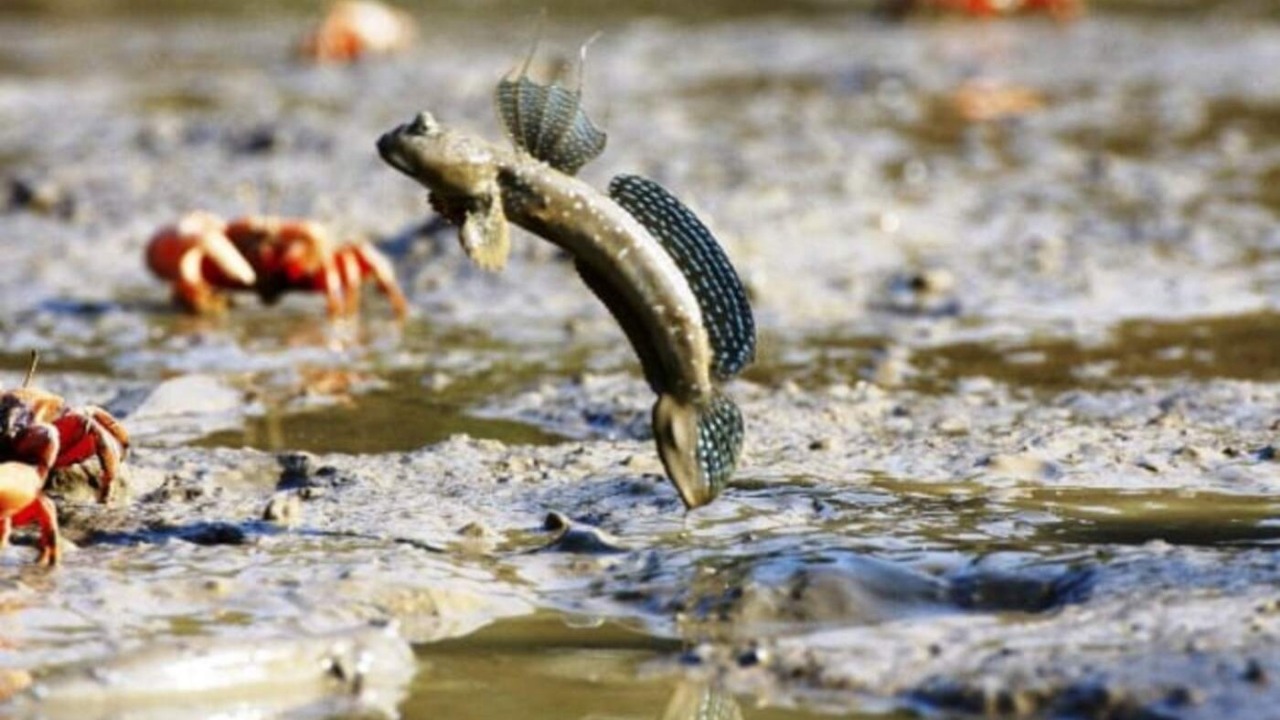 Ikan gelodok (mudskipper) tampak meloncat di area berlumpur hutan mangrove.