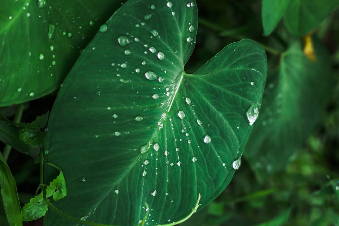 Tetesan air di atas daun talas (Colocasia esculenta) tampak bergulir tanpa membasahi permukaannya.