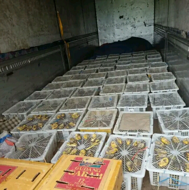 Barang bukti satwa liar yang diamankan pihak karantina di Banyuwangi. (IST)