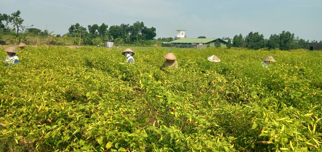 CUACA: Petani cabai di Jombang saat memanen. Harga cabai di pasaran Jatim mengalami kenaikan.(IST/RADAR SURABAYA)