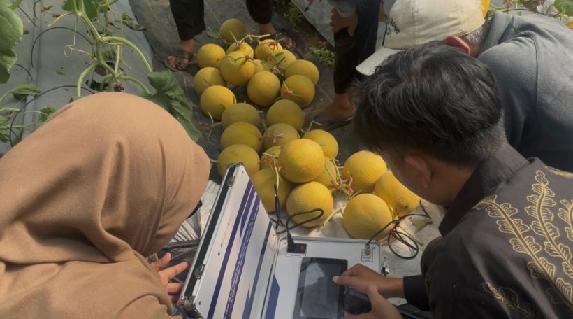 PRAKTIK: Uji coba Raspberry Pi untuk menguji kualitas tanah pada lahan pertanian melon.