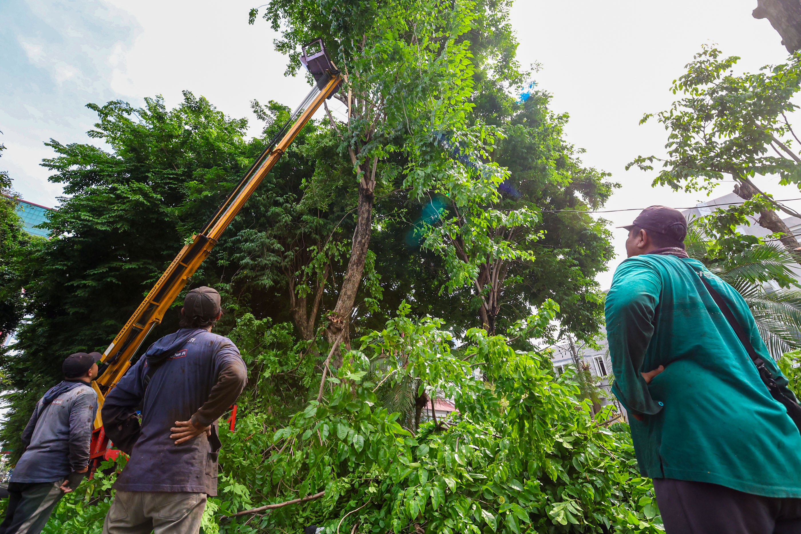 Pemkot Surabaya bekerja sama dengan perguruan tinggi menggunakan alat pendeteksi untuk memetakan pohon rawan tumbang.