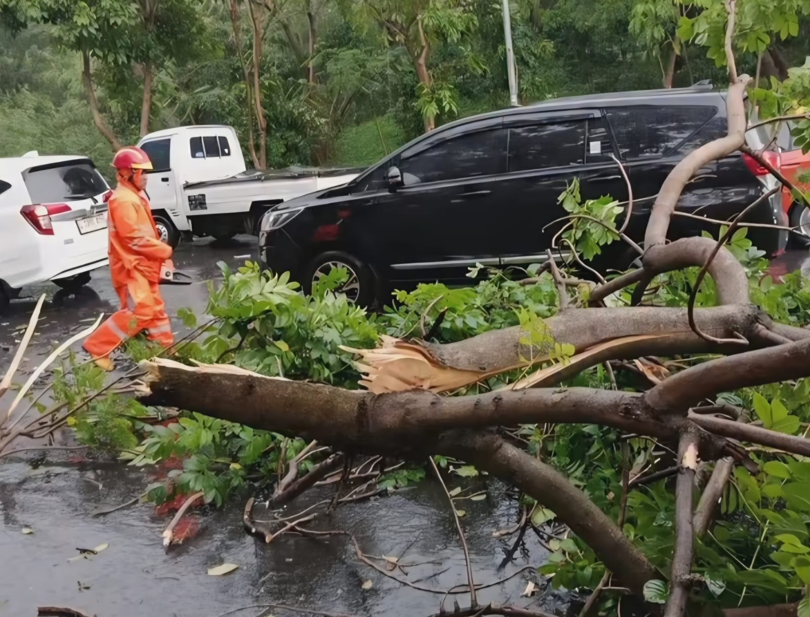 SIGAP: Petugas saat melakukan evakuasi pohon tumbang usai hujan deras disertai angin di Jalan HR Muhammad, Surabaya.(IST/RADAR SURABAYA)