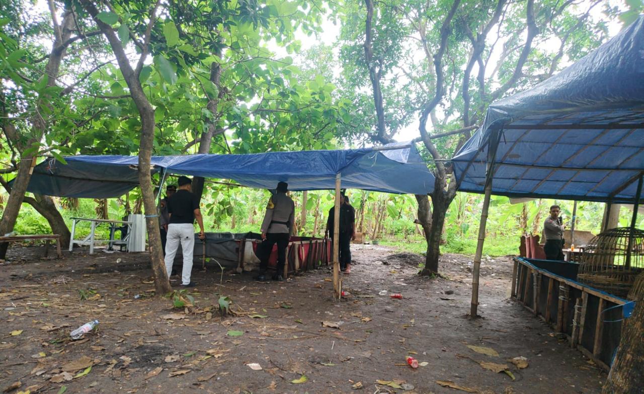 DIDATANGI: Diduga dijadikan arena judi sabung ayam, Polsek Lakarsantri membongkar tenda di Sambikerep, Surabaya. (IST/RADAR SURABAYA)