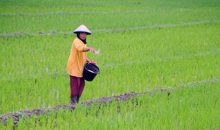 TERATASI: Pemerintah pusat mengalokasikan pupuk subsidi sebanyak 1,97 juta ton untuk petani di Jatim pada 2026.(IST/RADAR SURABAYA)