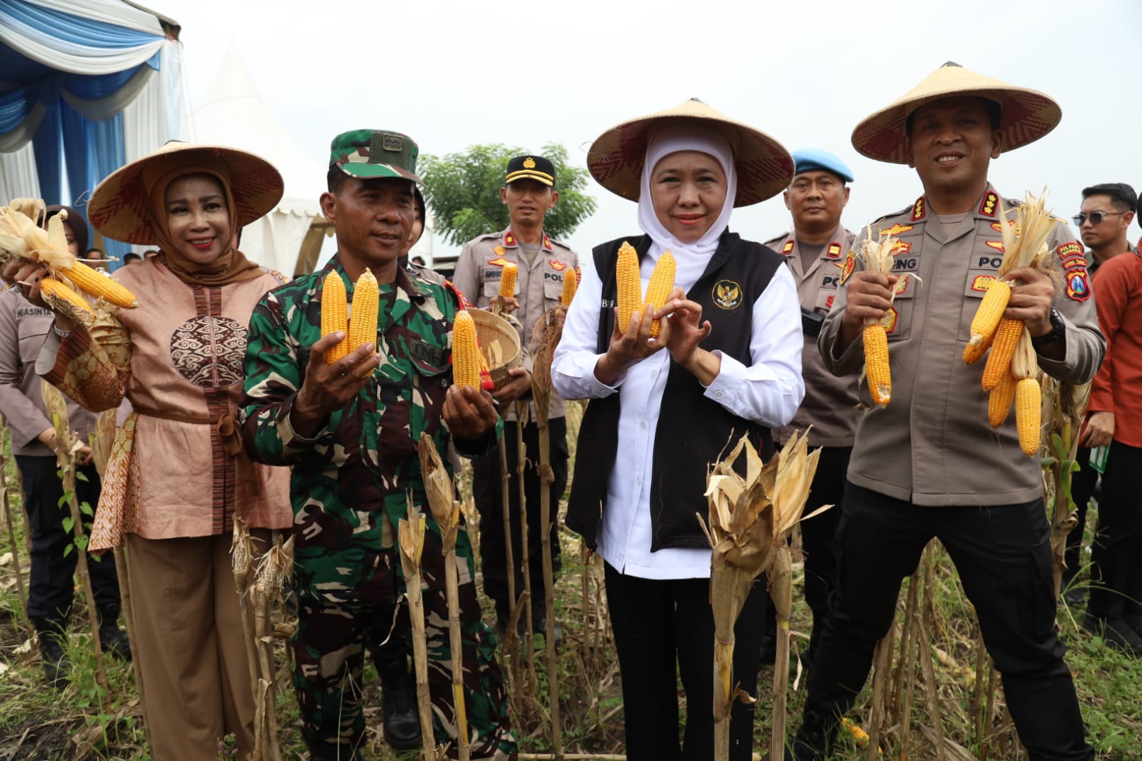 KOMPAK: Panen Raya jagung di Tanggulangin Sidoarjo dihadiri Gubernur Jatim Khofifah Indar Parawansa. (SURYANTO/RADAR SURABAYA)