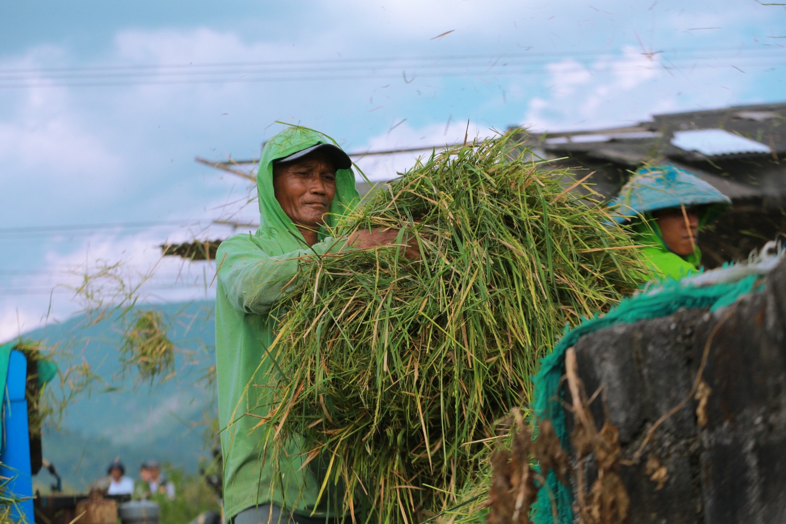 Produksi padi di Jawa Timur terus meningkat dalam lima tahun terakhir. (IST)