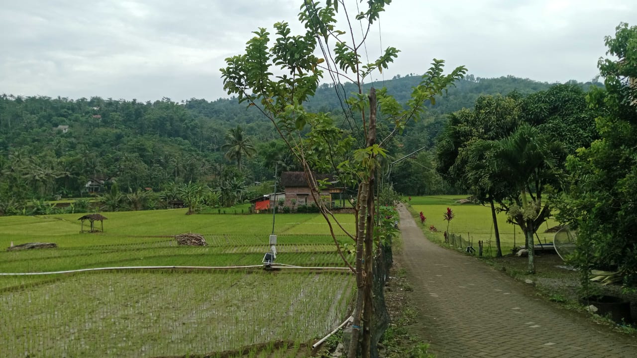 GAGAL: Tercatat 4.581 hektare sawah mengalami puso pada 2025 lalu. Meski begitu DPKP ungkap produksi padi tidak terpengaruh.(IST/RADAR SURABAYA)