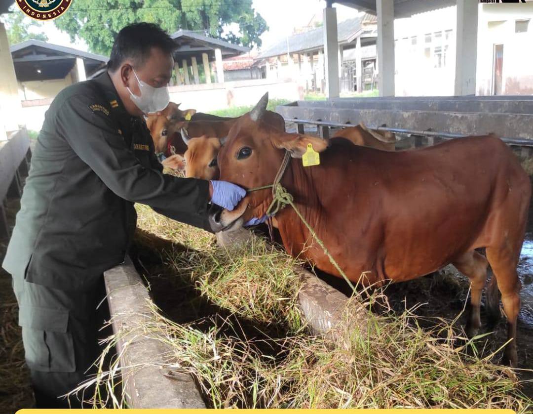 Sapi asal Madura siap dikapalkan ke luar Pulau Jawa. (IST)