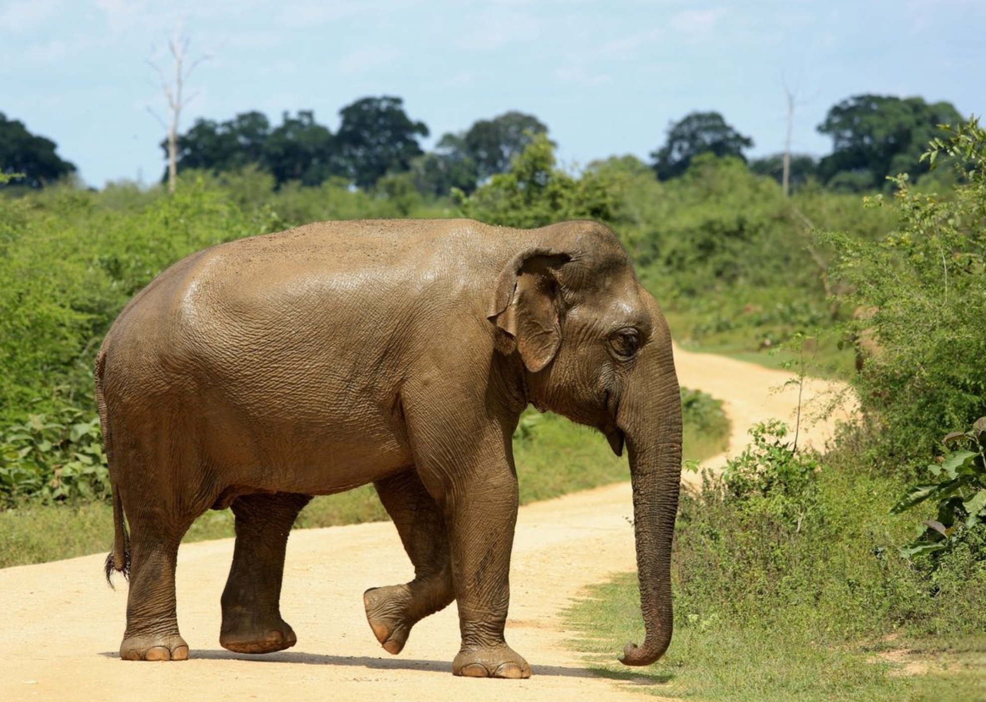 Ilustrasi gajah liar.