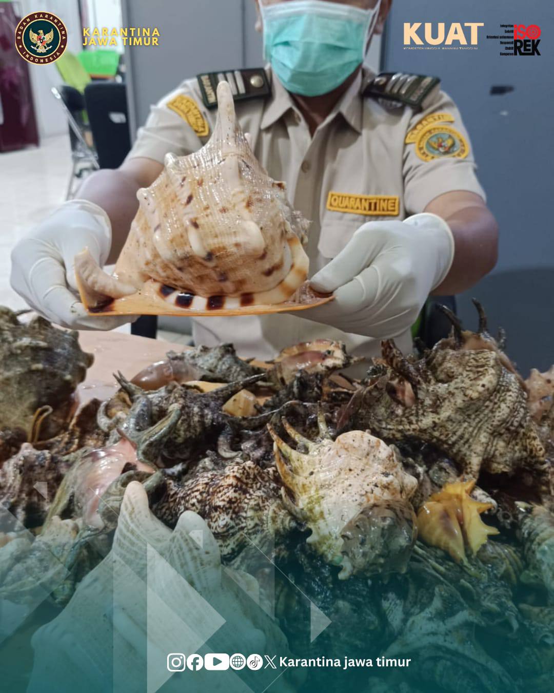 Petugas mengamankan kerang kepala kambing di Pelabuhan Ketapang Banyuwangi. (IST)