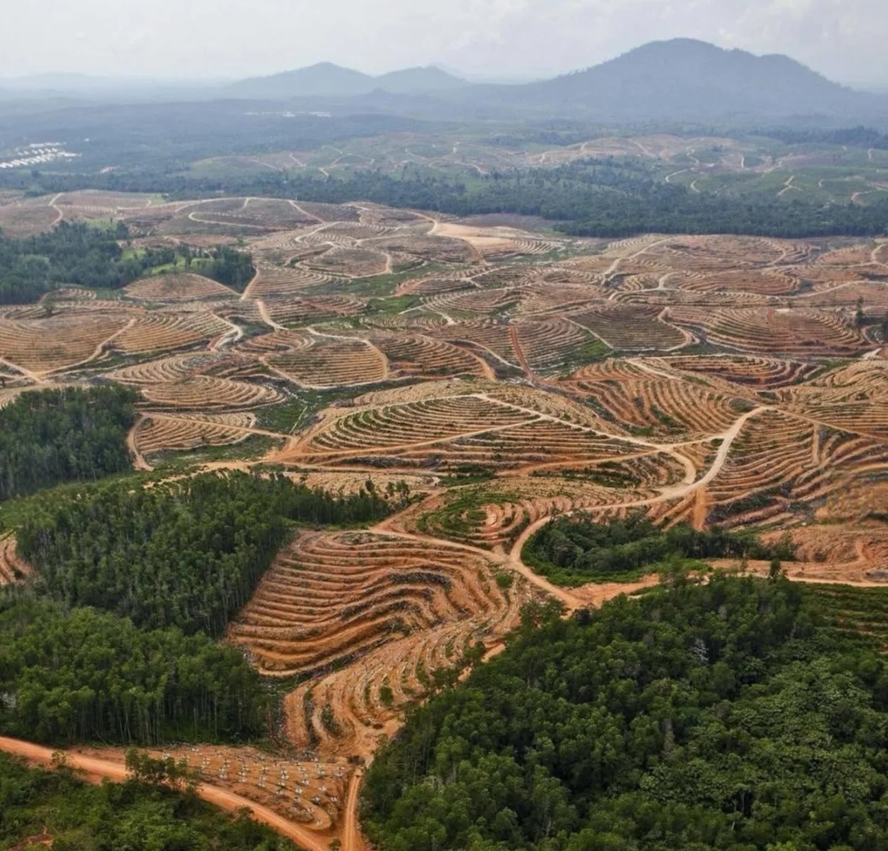 Kerusakan hutan akibat deforestasi memunculkan ide dari masyarakat untuk membeli hutan dan dikelola.