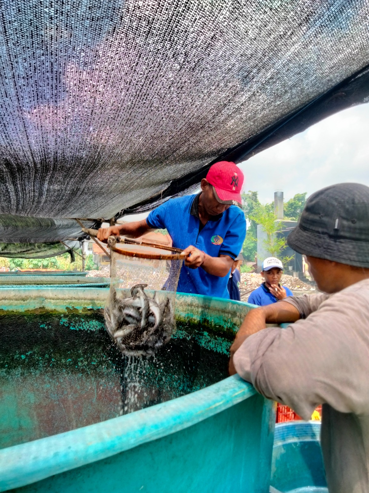 BERHASIL: Warga binaan Lapas Kelas II A Sidoarjo saat panen lele di lahan SAE, Desa Ketapang, Sidoarjo. (IST/RADAR SURABAYA)