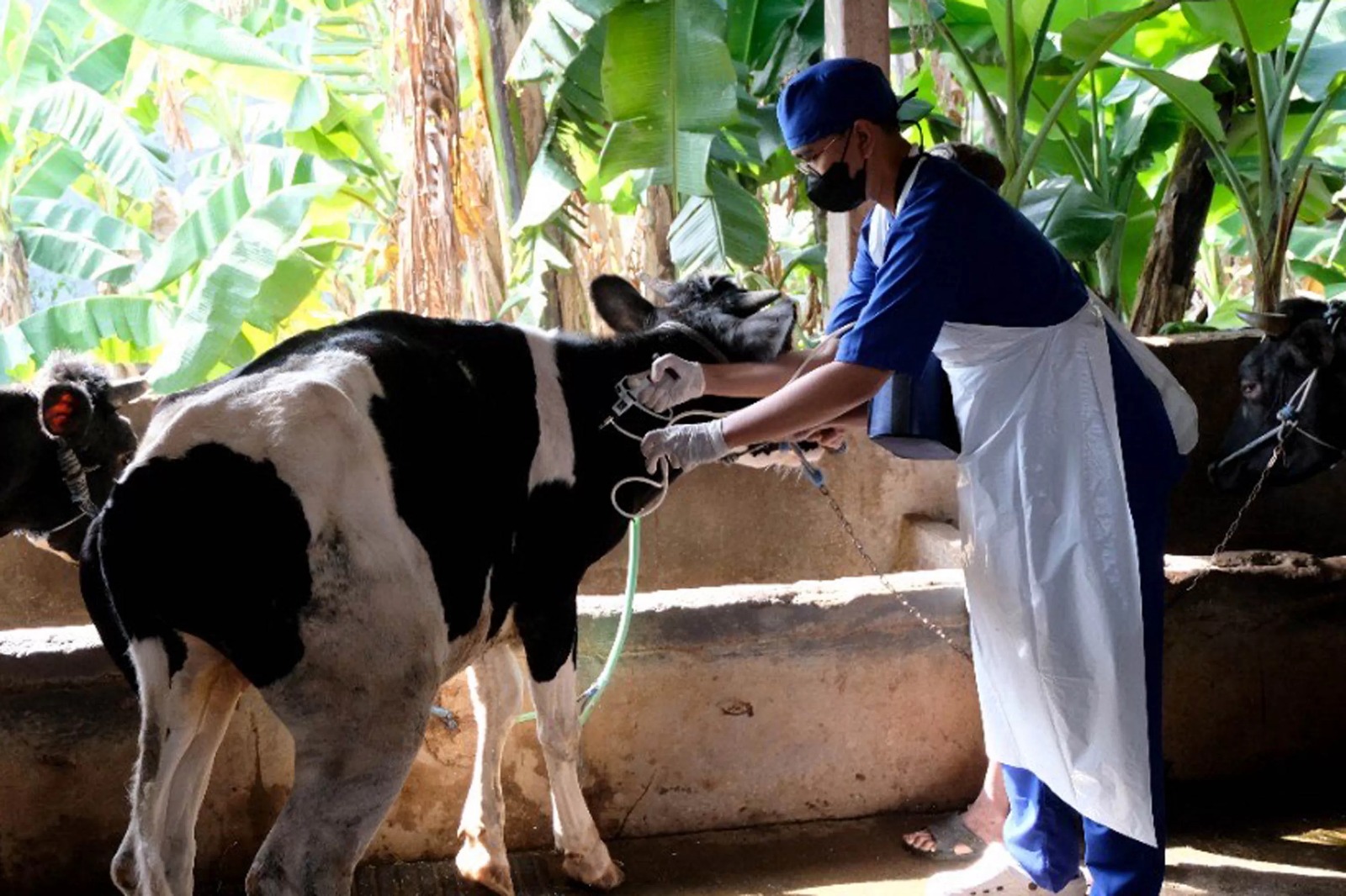 Vaksinasi sapi untuk mengantisipasi penyakit mulut dan kuku (PMK). (SURYANTO/RADAR SURABAYA)