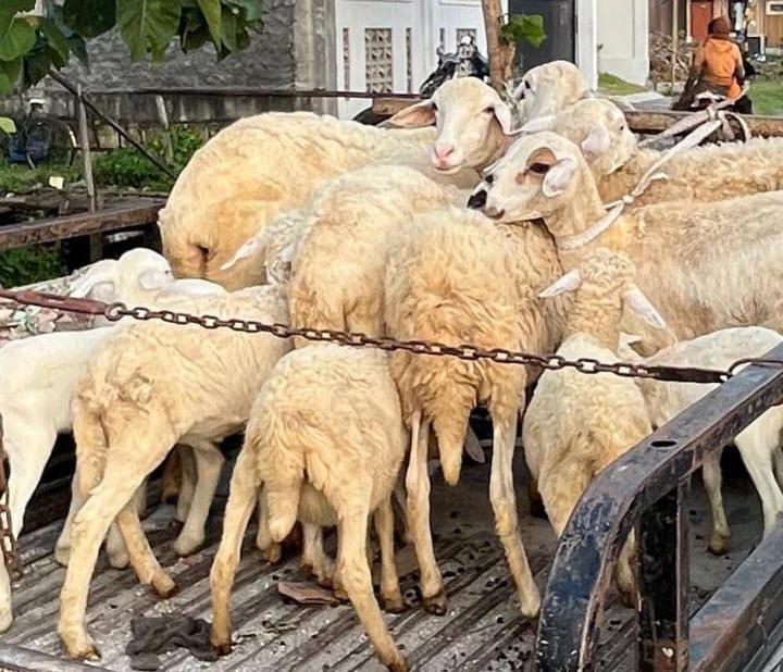Menjelang Ramadan 2026, harga kambing di Gresik turun drastis hingga 50 persen.