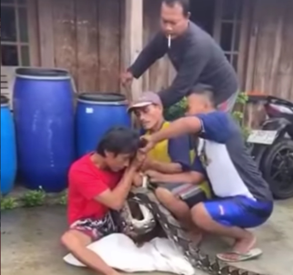 Ular piton sepanjang 4 meter menggigit wajah warga Dusun Jumbleng, Desa Somorejo, Kecamatan Gemuh, Kendal saat hendak dimasukkan ke karung.