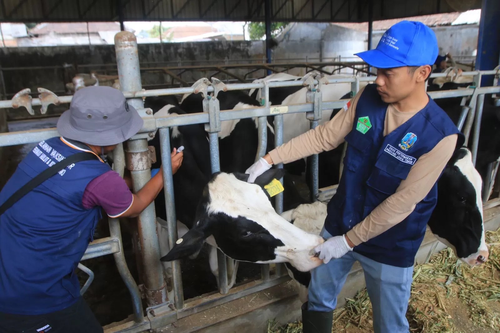 Vaksinasi sapi untuk mencegah penyebaran penyakit mulut dan kuku (PMK) di Jawa Timur. (IST)