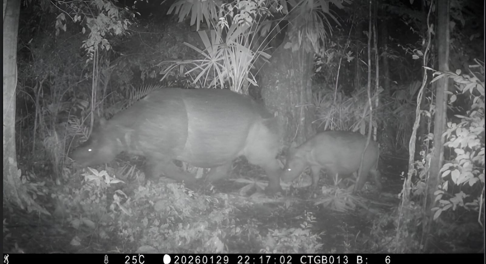 Anggota baru: Anakan Badak Jawa di TN Ujung Kulon menjadi sinyal positif bagi kelestarian spesies bercula satu yang terancam punah.