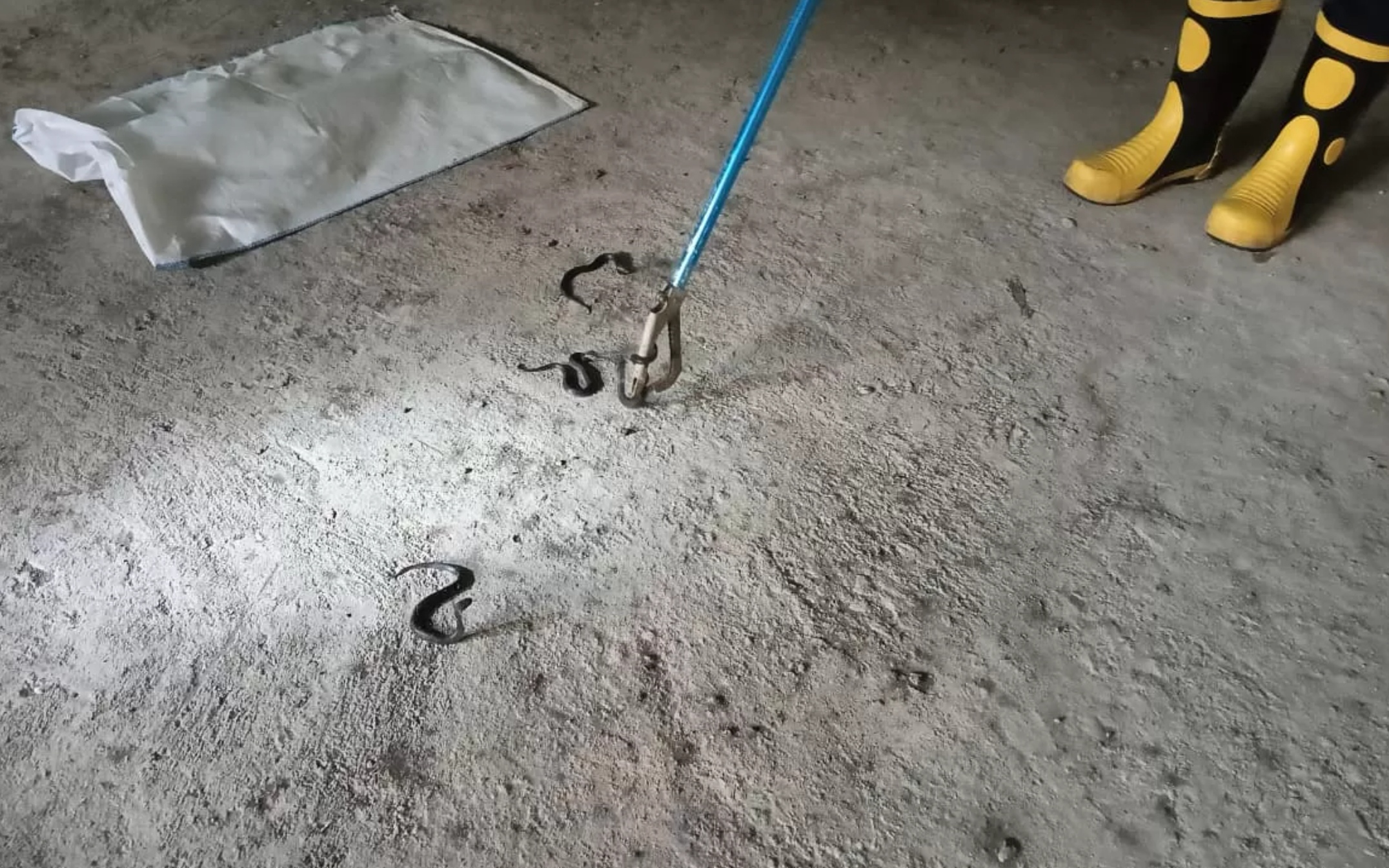 Belasan ular cobra yang muncul di lantai kelas MI Roudlotut Tholibin, Gresik, dievakuasi petugas Damkarla Kabupaten Gresik.