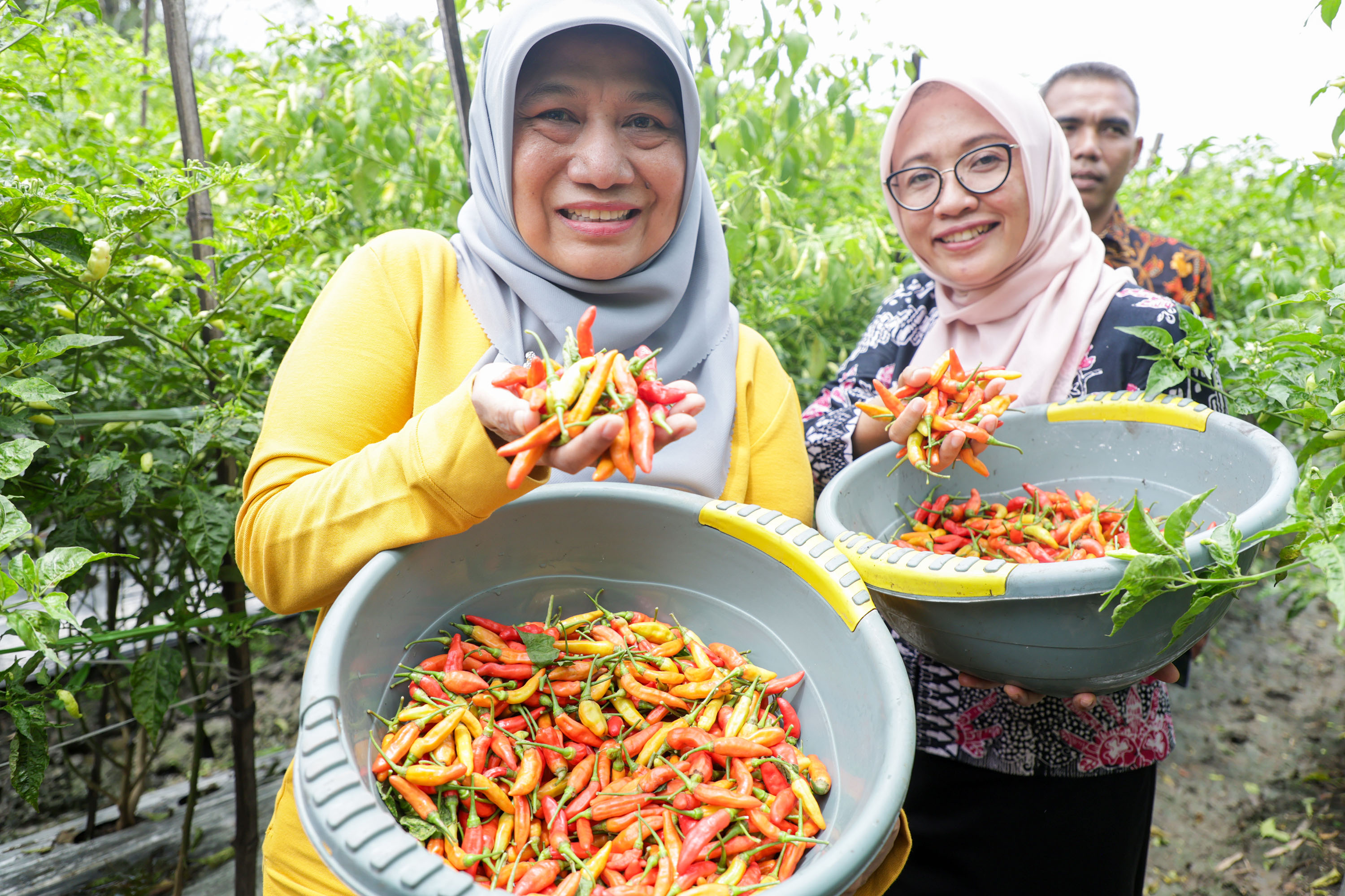 Panen cabai rawit hasil perkebunan warga Surabaya.