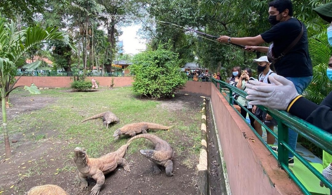Komodo KBS akan dilepasliarkan ke habitatnya.