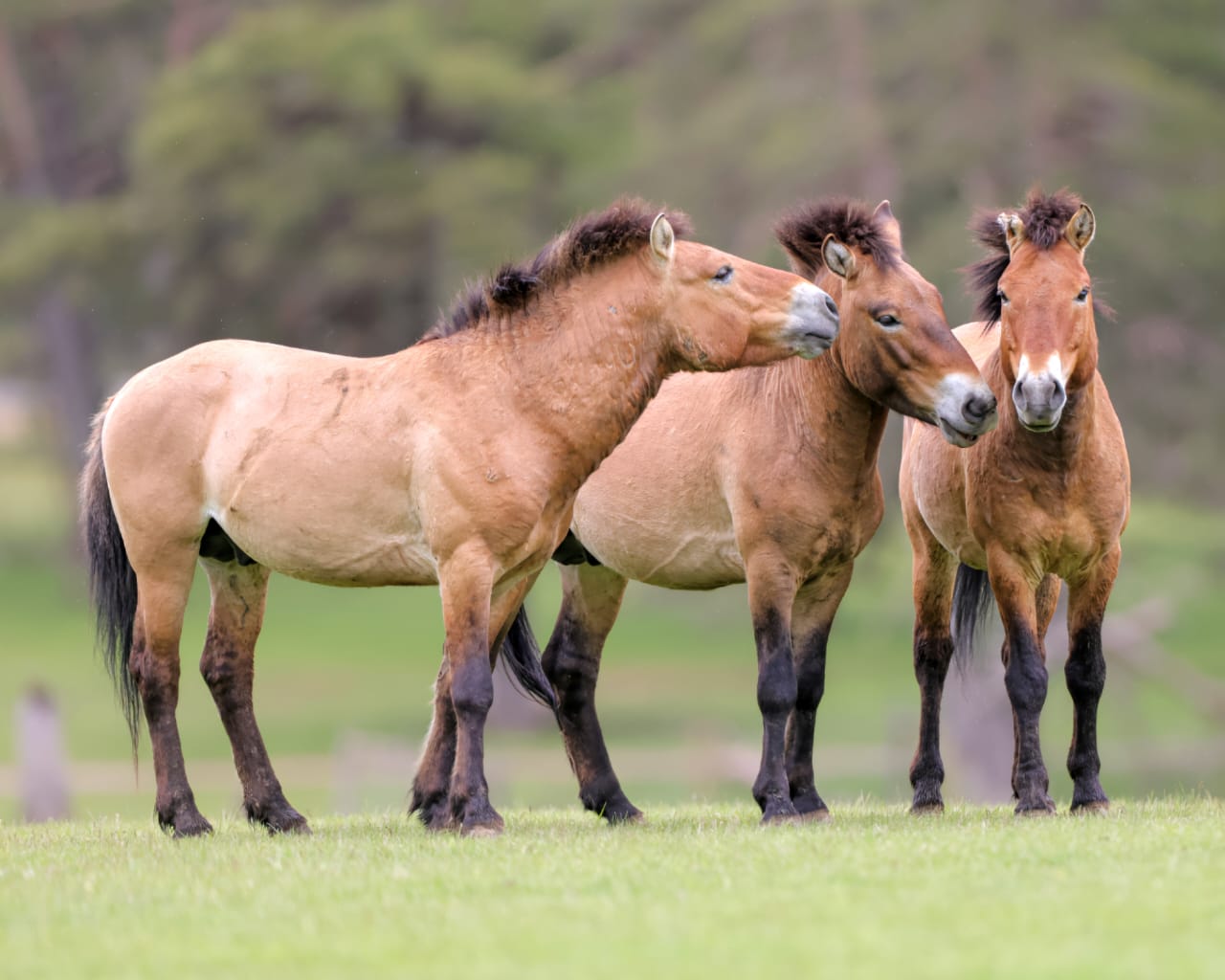 Langka: Kuda Przewalski.