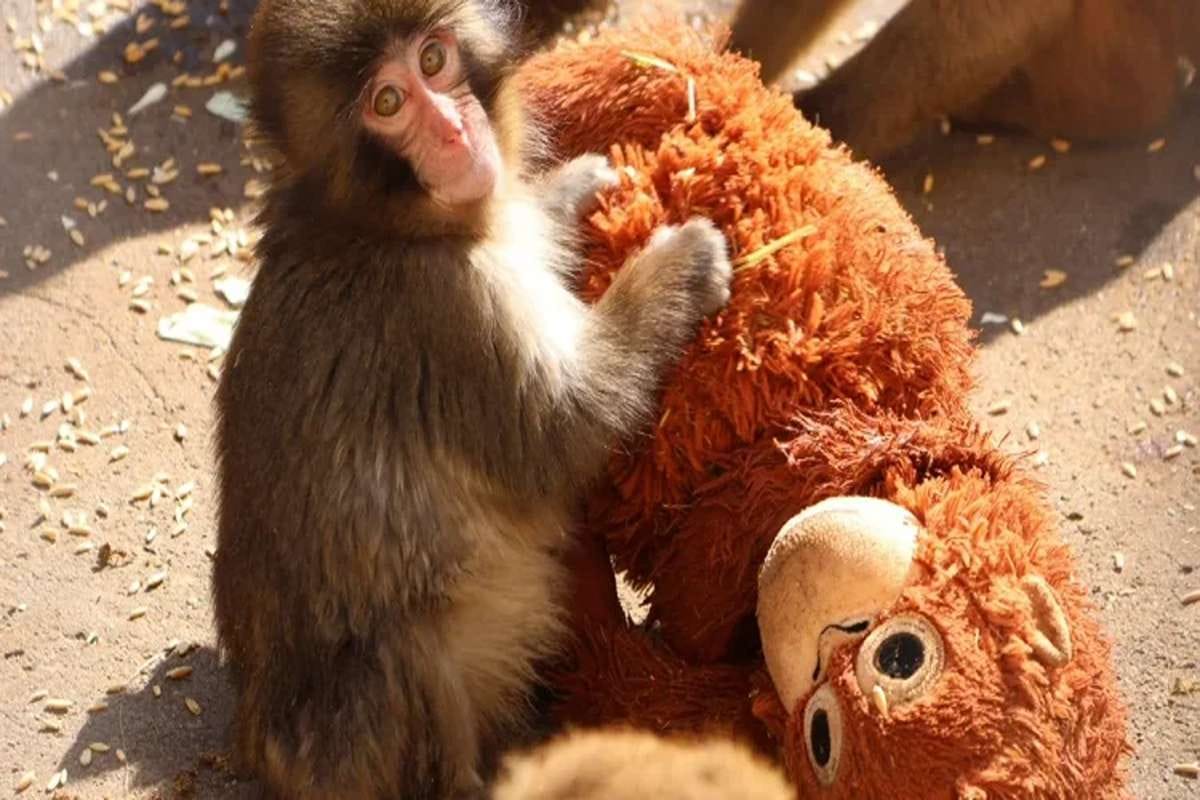 Peluk Boneka : Punch, bayi monyet jenis Japanese macaque di Ichikawa City Zoo, Jepang, mendekap boneka orangutan yang selalu dibawanya sebagai sumber kenyamanan setelah ditolak induknya sejak lahir.