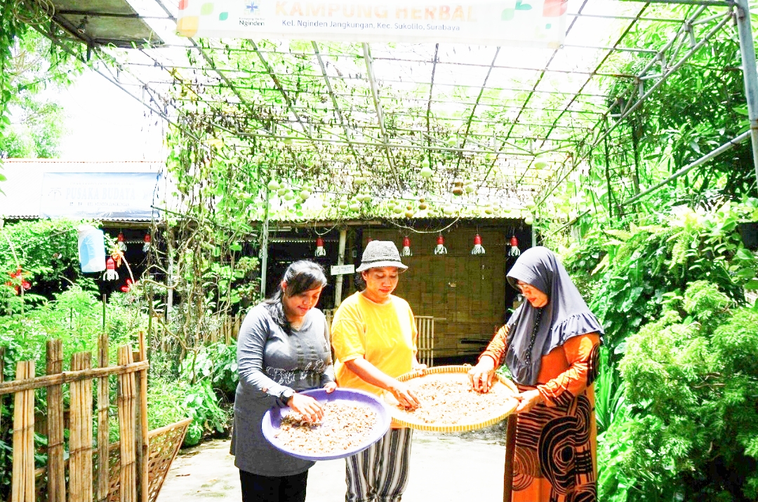 Warga saat memanen tanaman obat herbal di toga yang ada di sekitar lingkungan rumah.