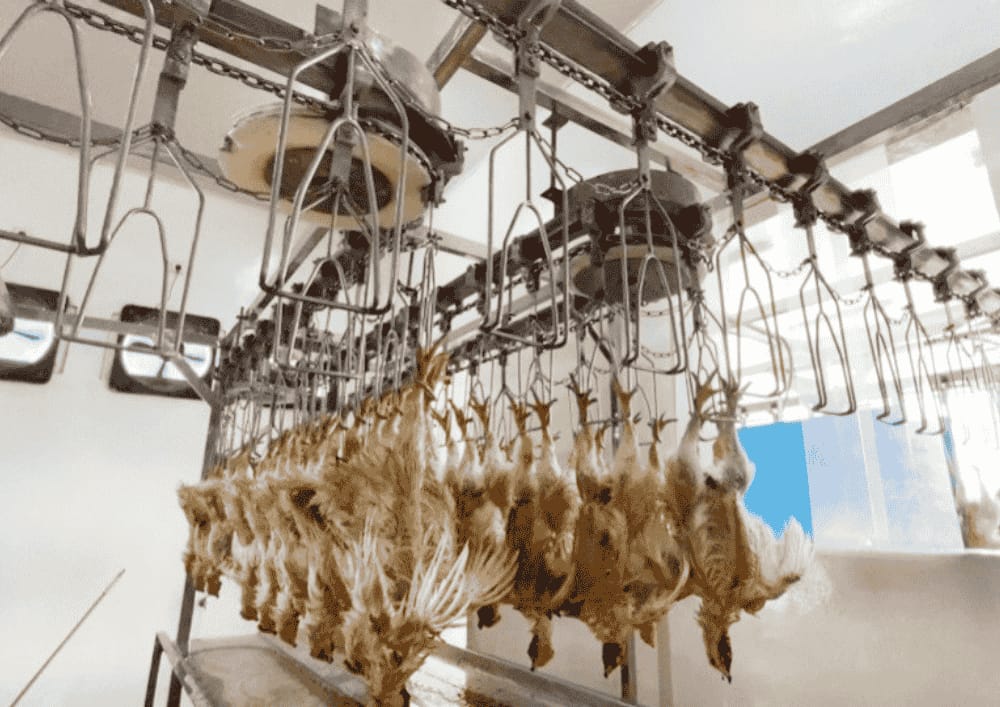 MENINGKAT: RPH Unggas Surabaya memenuhi kebutuhan ayam untuk 12 SPPG di Surabaya, Sidoarjo, dan Gresik.(IST/RADAR SURABAYA)  
