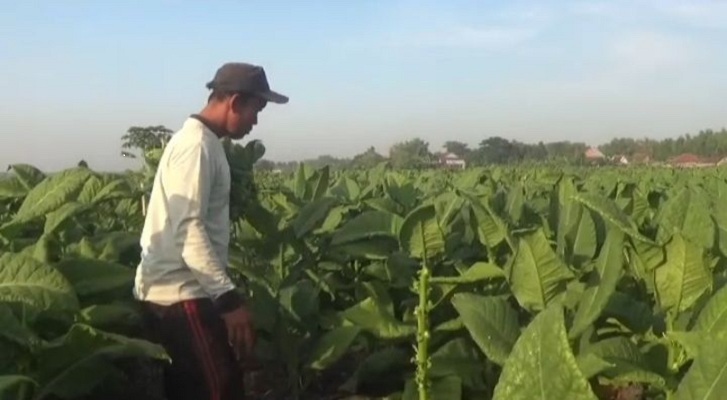 TUMBUH LEBAT: Sektor tembakau selama ini menjadi salah satu penyumbang penerimaan negara terbesar melalui cukai hasil tembakau.