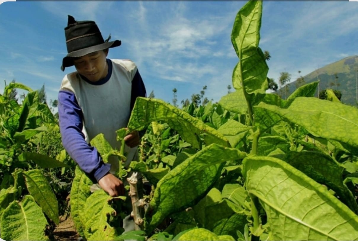 SUBUR: Salah satu petani tembakau dengan telaten merawat tanamannya.