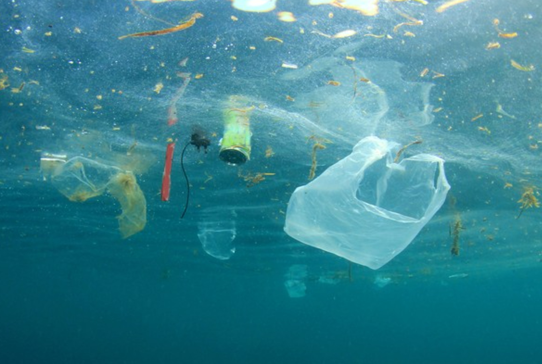 Partikel plastik di laut dalam berpotensi masuk ke rantai makanan laut dan akhirnya dikonsumsi manusia.